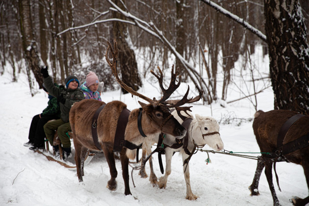 Фото - экскурсия: Полярный уголок Подмосковья: ферма северных оленей и хаски