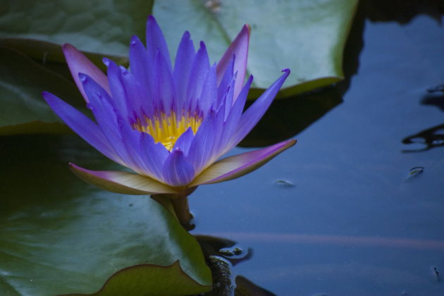 Фото экскурсии - Термальное озеро Хевиз и город Кестхей на экскурсии - 5