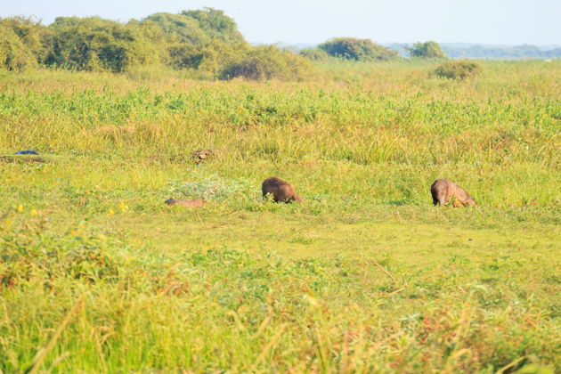 Фото экскурсии - Лодочная экскурсия по Пантаналу к острову Жигоя и кайманам - 1