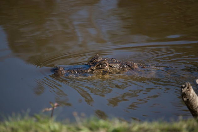 Фото экскурсии - Лодочная экскурсия по Пантаналу к острову Жигоя и кайманам - 2