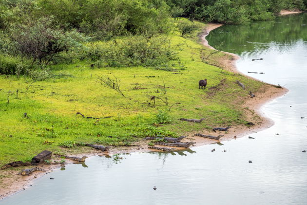 Фото экскурсии - Лодочная экскурсия по Пантаналу к острову Жигоя и кайманам - 4