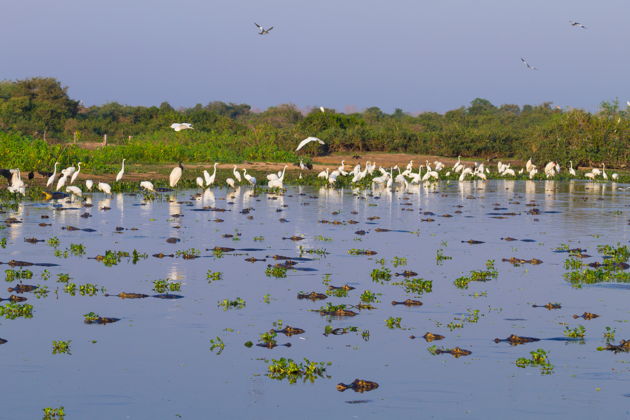 Фото экскурсии - Лодочная экскурсия по Пантаналу к острову Жигоя и кайманам - 5