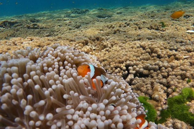 Фото экскурсии - Симиланы. Лучшие пляжи мира ждут вас! Все Включено, Расширенная программа! - 2