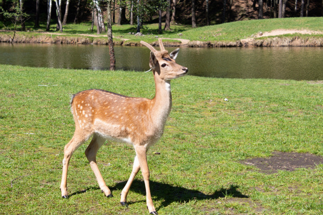 Фото - экскурсия: Трансфер из Минска в зоопарк