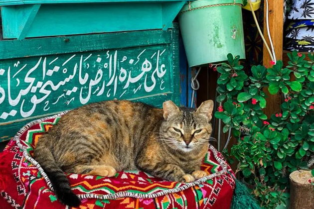 Фото экскурсии - Незабываемый вечер в Дахабе: обед и закат на побережье. - 14