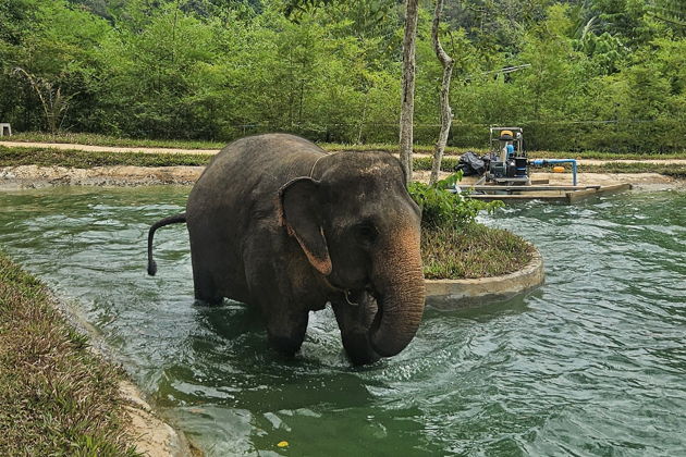 Фото экскурсии - Слоновий заповедник: общение, водные процедуры и уход - 3