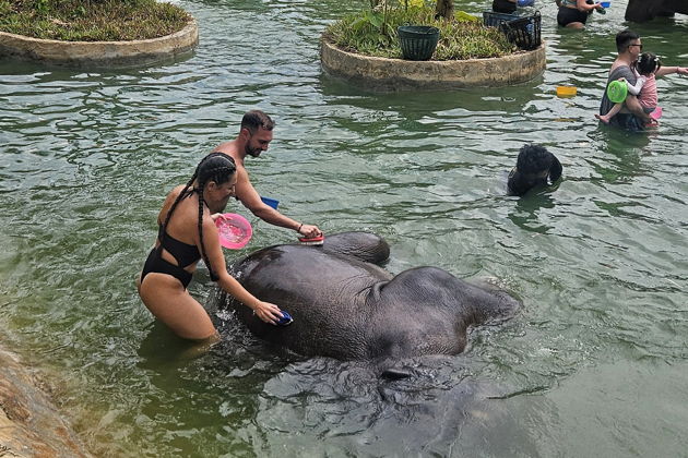 Фото экскурсии - Слоновий заповедник: общение, водные процедуры и уход - 6