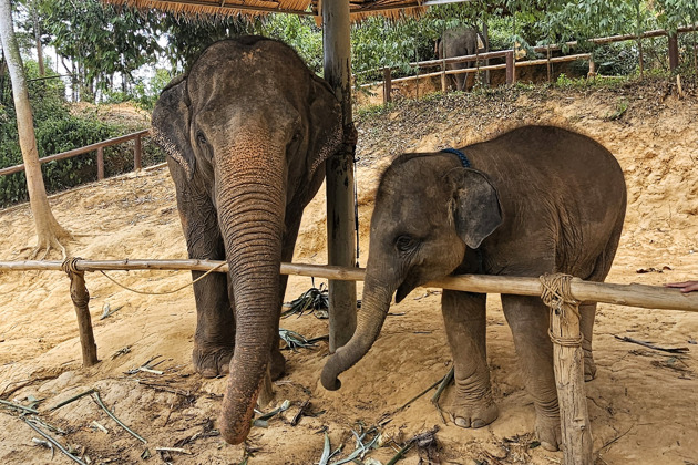 Фото - экскурсия: Слоновий заповедник: общение, водные процедуры и уход