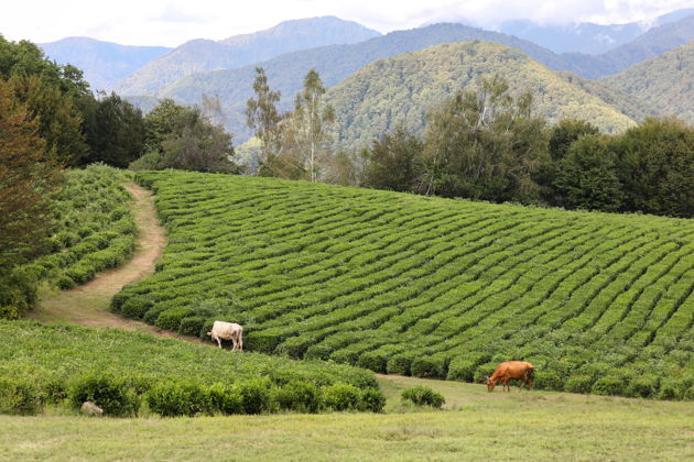 Фото экскурсии - Джип-сафари в Солохаул: чайные поля и воздушный шар - 9