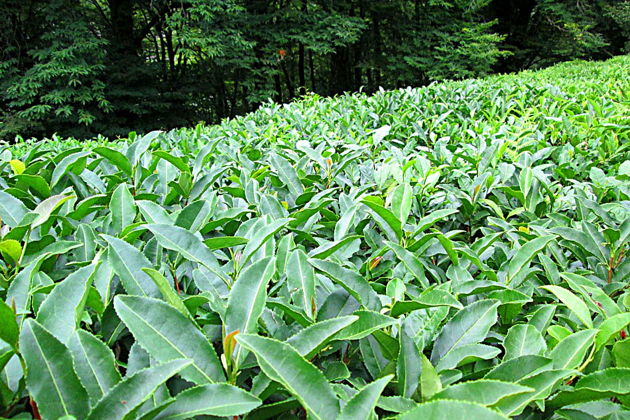 Фото экскурсии - Сочи предлагает богатую историю и множество достопримечательностей - 5