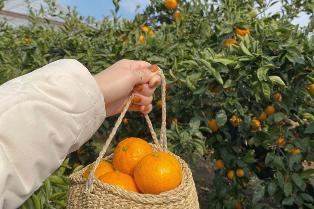 Фото экскурсии - Волшебство зимы в Абхазии: Сухум, Кындык и Черниговка - 15