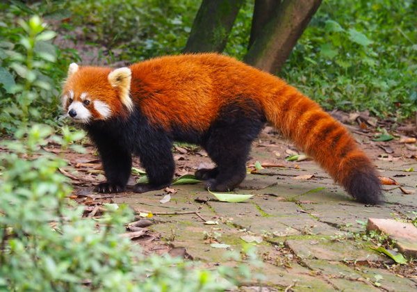 Частный тур: База панд и Музей Сансиндуй из Чэнду - фото 4