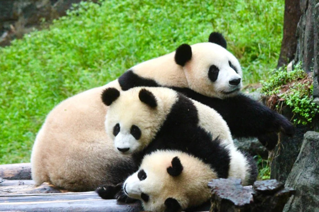 Фото - экскурсия: Панда и древний гидроузел Дудзянъянь