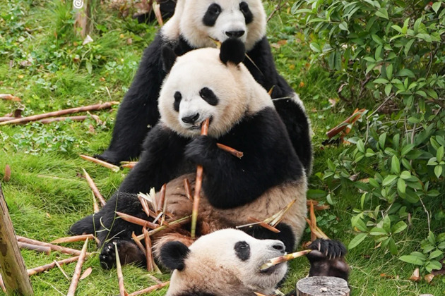 Фото - экскурсия: Знакомство с жизнью больших панд в Чэнду