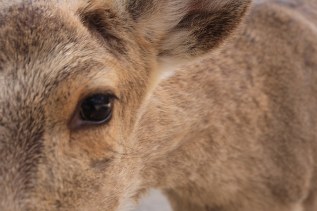 Фото - экскурсия: Погружение в историю и культуру Нары