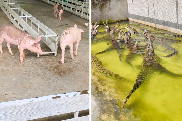 Фото экскурсии - Тайское Сафари включает два зоопарка с возможностью контакта с животными - 5