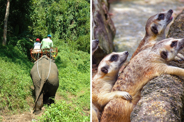 Фото экскурсии - Тайское Сафари включает два зоопарка с возможностью контакта с животными - 6