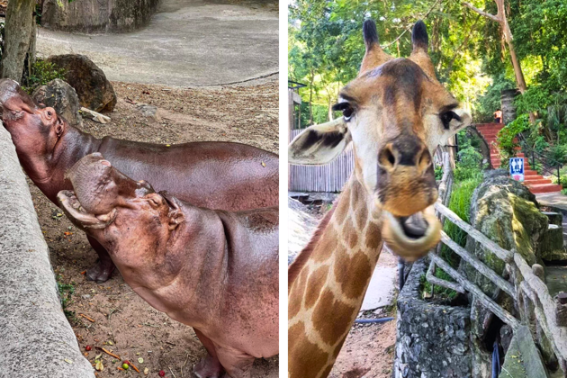 Фото экскурсии - Тайское Сафари включает два зоопарка с возможностью контакта с животными - 7