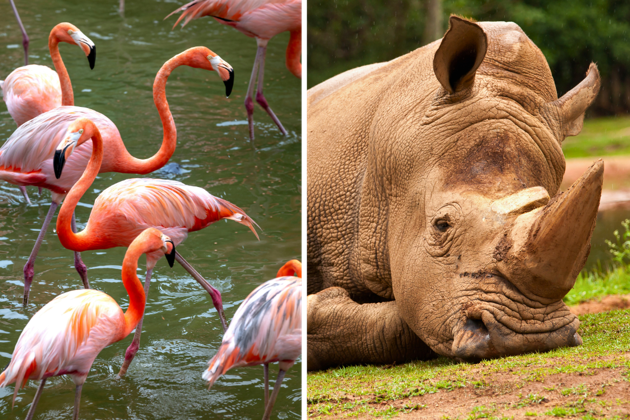 Фото экскурсии - Тайское Сафари включает два зоопарка с возможностью контакта с животными - 8