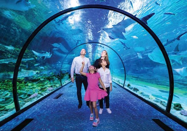 Билет в National Aquarium Абу-Даби: в гости к Посейдону