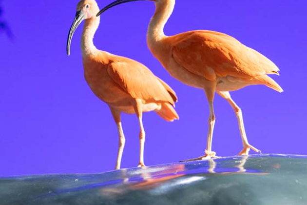 В гости к Посейдону: аквариум National Aquarium Абу-Даби-5