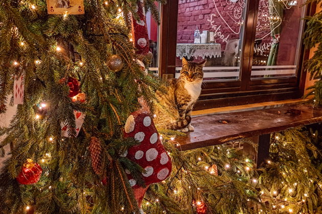 Фото экскурсии - Курортные города Зеленоградск и Светлогорск в Восточной Пруссии зимой - 1