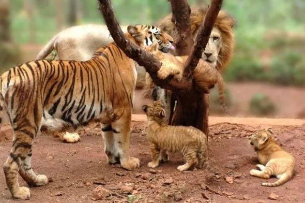 Фото экскурсии - Тропический сафари-парк на острове Хайнань - 5