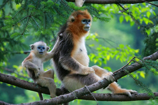 Фото - экскурсия: Тропический сафари-парк на острове Хайнань