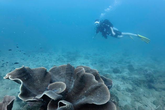 Фото экскурсии - ФУКУОК: ПОГРУЗИСЬ В ПОДВОДНЫЙ МИР С ДАЙВИНГОМ ИЛИ СНОРКЛИНГОМ - 5