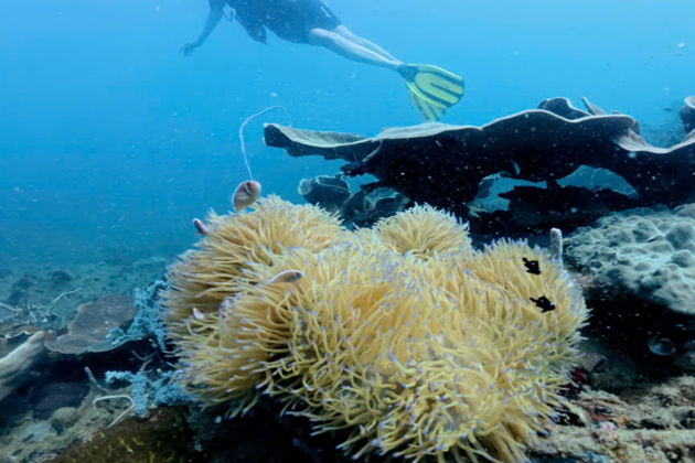 Фото экскурсии - ФУКУОК: ПОГРУЗИСЬ В ПОДВОДНЫЙ МИР С ДАЙВИНГОМ ИЛИ СНОРКЛИНГОМ - 6