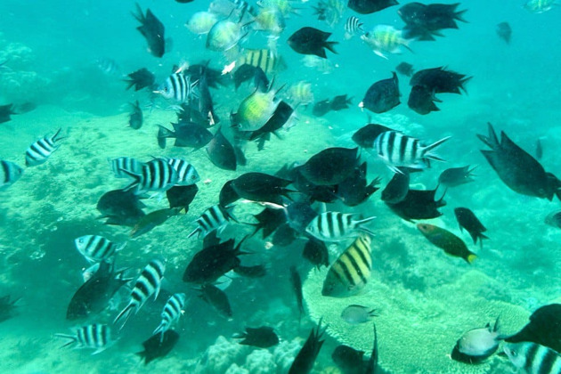 Фото - экскурсия: Морской хит: пять райских островов с рыбалкой, снорклингом и баром