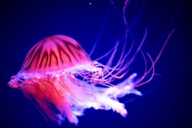 Фото экскурсии - Билет в парк VinWonders включает аттракционы, аквариум и шоу-программы - 2