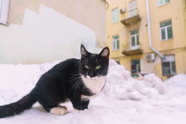 Фото экскурсии - Рождественская прогулка по Выборгу - 6