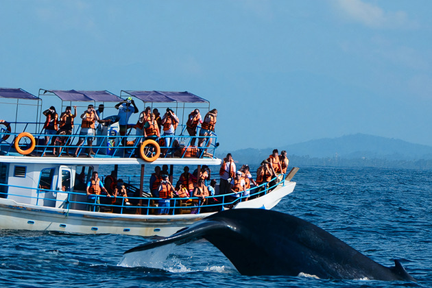 Фото - экскурсия: Киты на Шри-Ланке: незабываемое путешествие в открытый океан