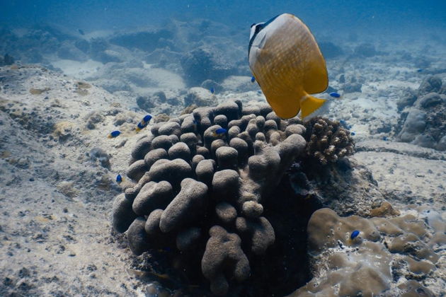 Фото экскурсии - Парусная прогулка по Сиамскому заливу и островам Самуи - 15