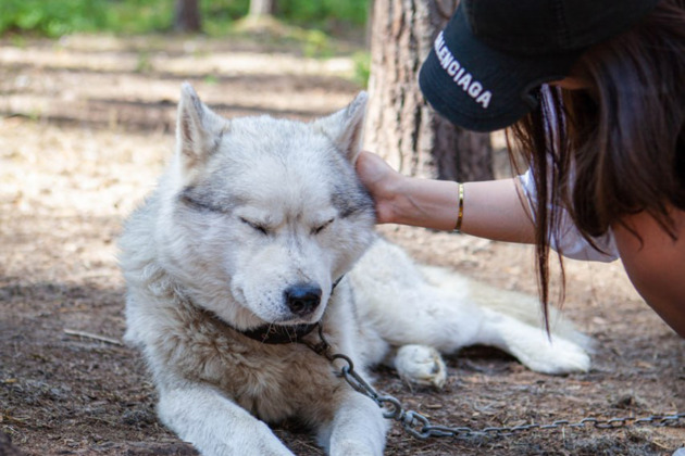 Фото - экскурсия: Экскурсия из Петрозаводска с обзором города и визитом к хаски и оленям