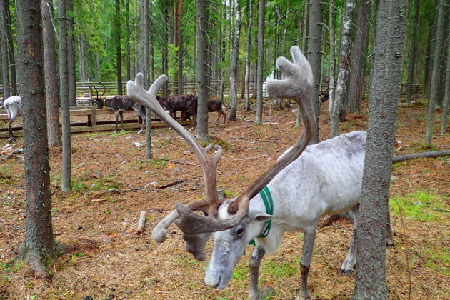 Фото экскурсии - Экскурсия из Петрозаводска с обзором города и визитом к хаски и оленям - 4