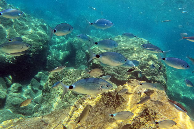 Фото экскурсии - Погружение в подводный мир Фукуока и обед на яхте - 5