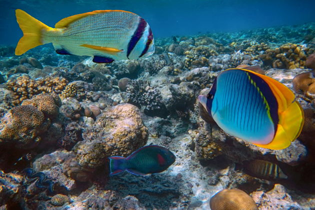 Фото экскурсии - Южный Фукуок: тур на катере по четырем островам и канатная дорога Хон Том - 5