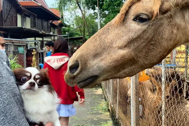 Фото экскурсии - Ампхава - Тайская Венеция - 8