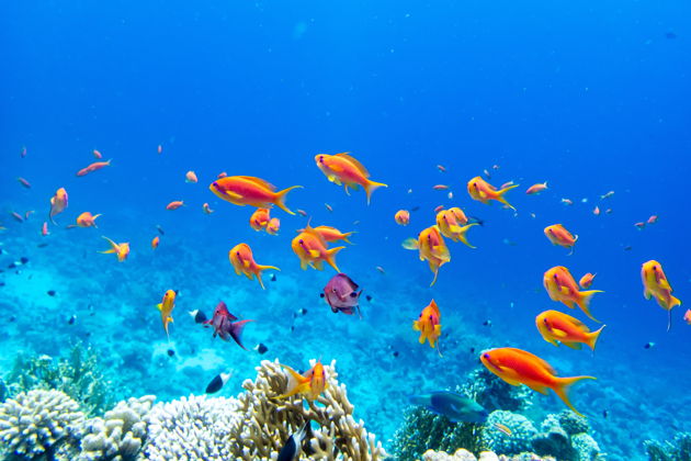 Фото экскурсии - Захватывающий снорклинг на быстром катере к коралловым островам Фукуока - 6