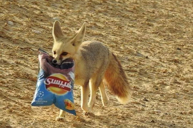 Фото экскурсии - Путешествие по Египту на 11 дней: гранд-тур по стране - 7