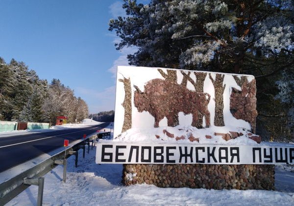 Лесные тайны и новогодние чудеса: экскурсия в Беловежскую пущу и резиденцию - фото 4