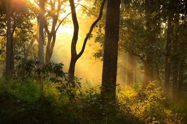 Фото экскурсии - Отдых в горах Западных Гат: уединение в джунглях, живописные виды и экологичные домики - 1
