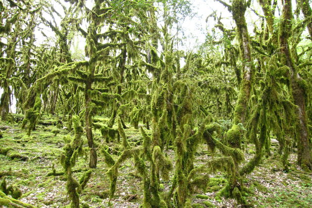 Фото экскурсии - Индивидуальный тур к озеру Рица - 8