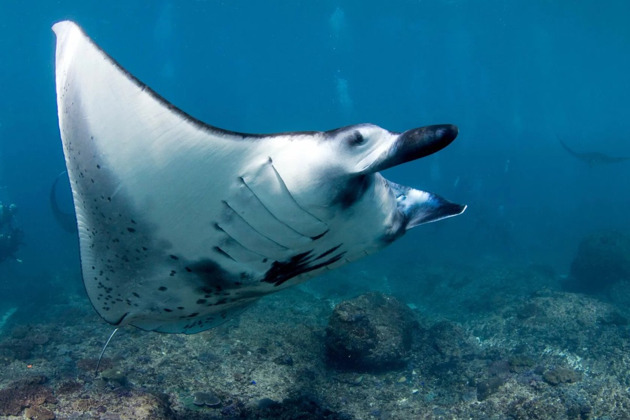 Фото - экскурсия: Исследуйте Нуса Пенида и погрузитесь в мир снорклинга