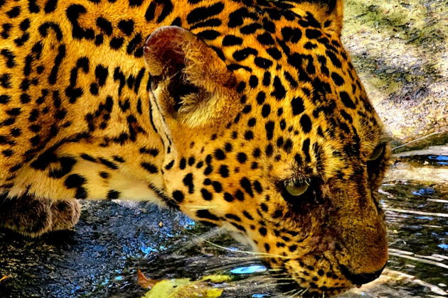 Фото экскурсии - Сафари-тур и отдых на Звездном пляже в экзотическом Фукуока - 5