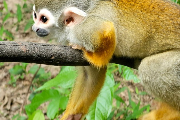 Фото экскурсии - Сафари-тур и отдых на Звездном пляже в экзотическом Фукуока - 6