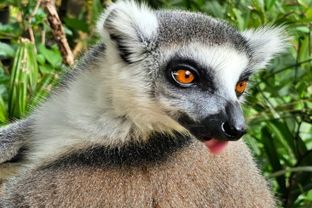 Фото экскурсии - Сафари-тур и отдых на Звездном пляже в экзотическом Фукуока - 7