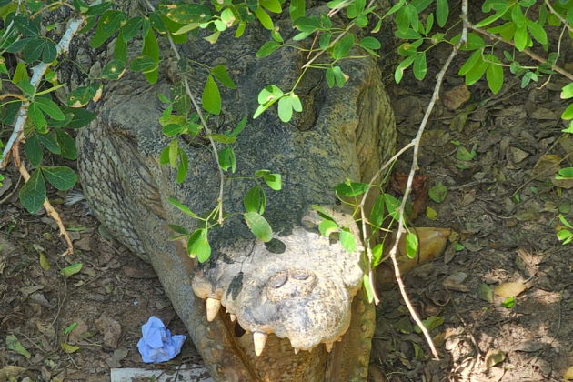 Фото экскурсии - Сафари-тур и отдых на Звездном пляже в экзотическом Фукуока - 8